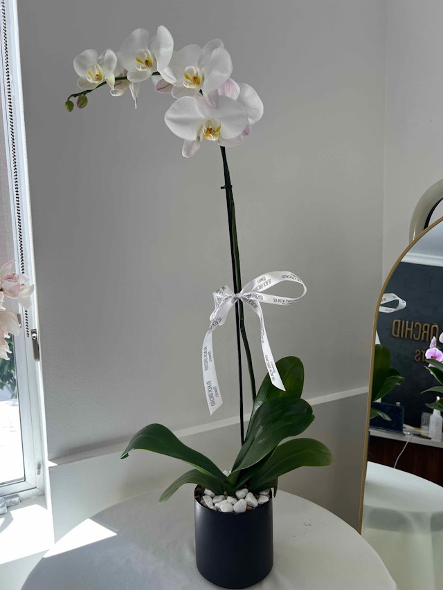 Single orchid in pot