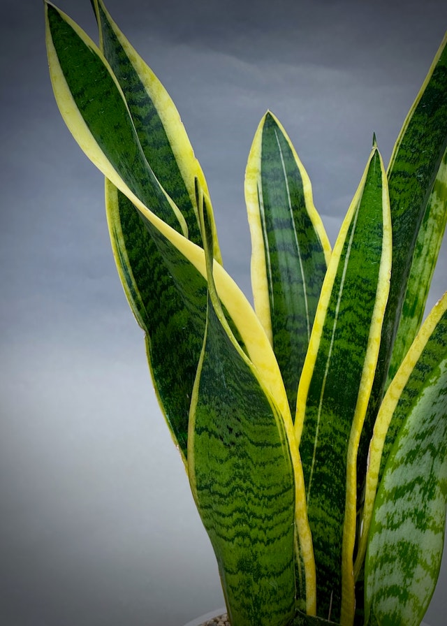 Sansevieria