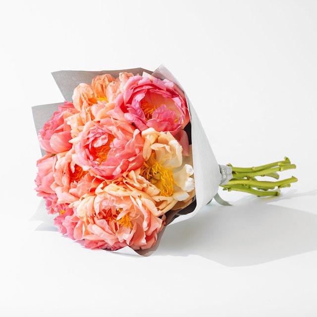 Coral Peonies
