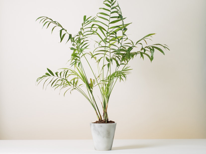 How to revive your plants before it’s too late!