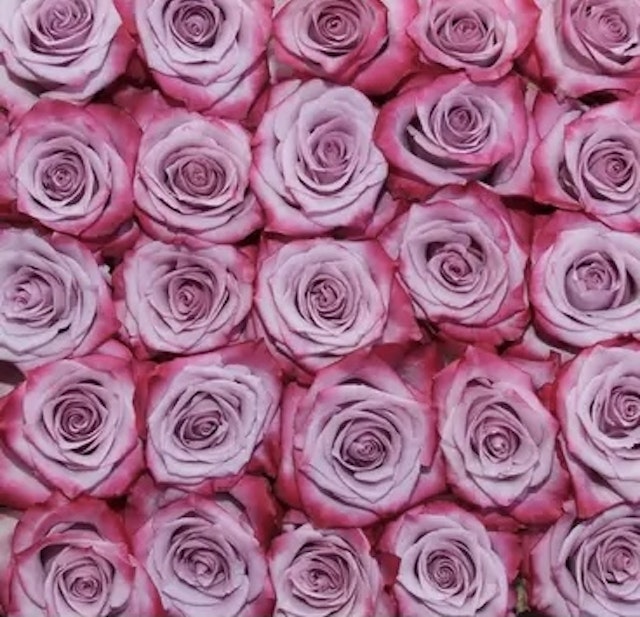 18 sweet purple & red