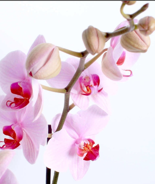 Pink Orchid planter