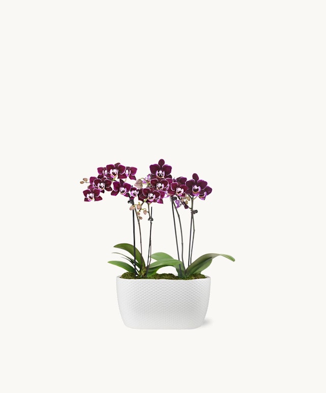 Amalfi Orchid Duo