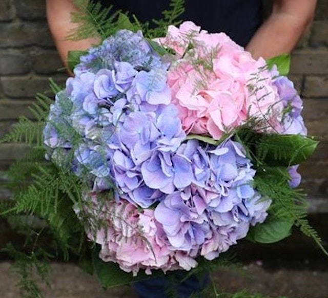 Heavenly Hydrangeas