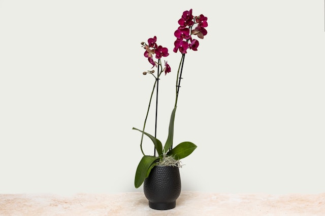 Dark purple Orchid