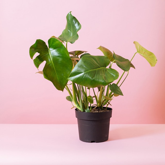 Monstera