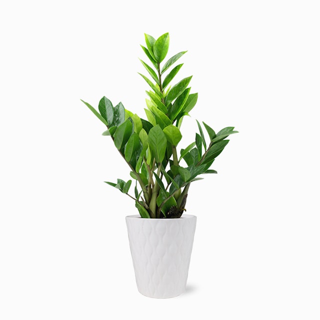ZZ Plant
