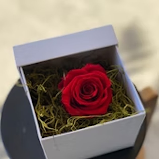 Single 1year red rose