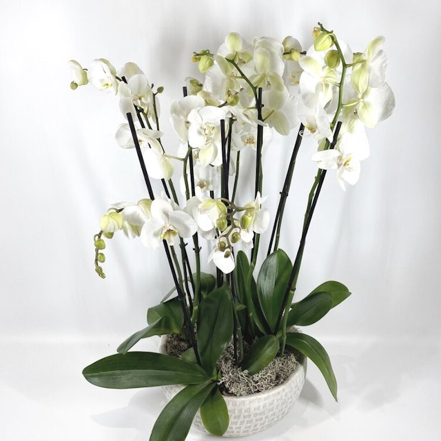 Orchid Planter White
