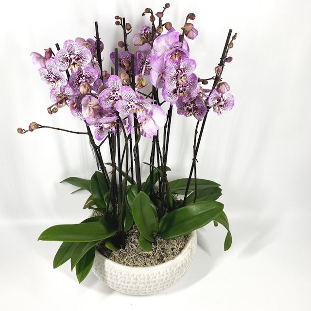 Orchid Planter Pink