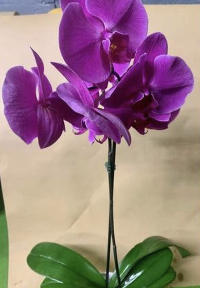 Suprime orchid pink