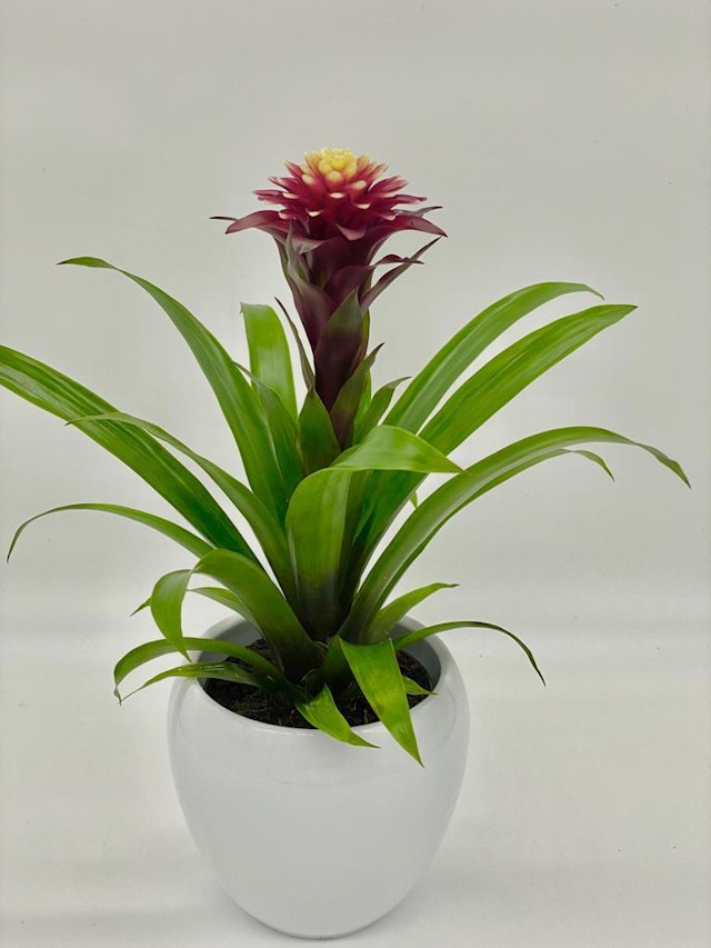Bromeliad