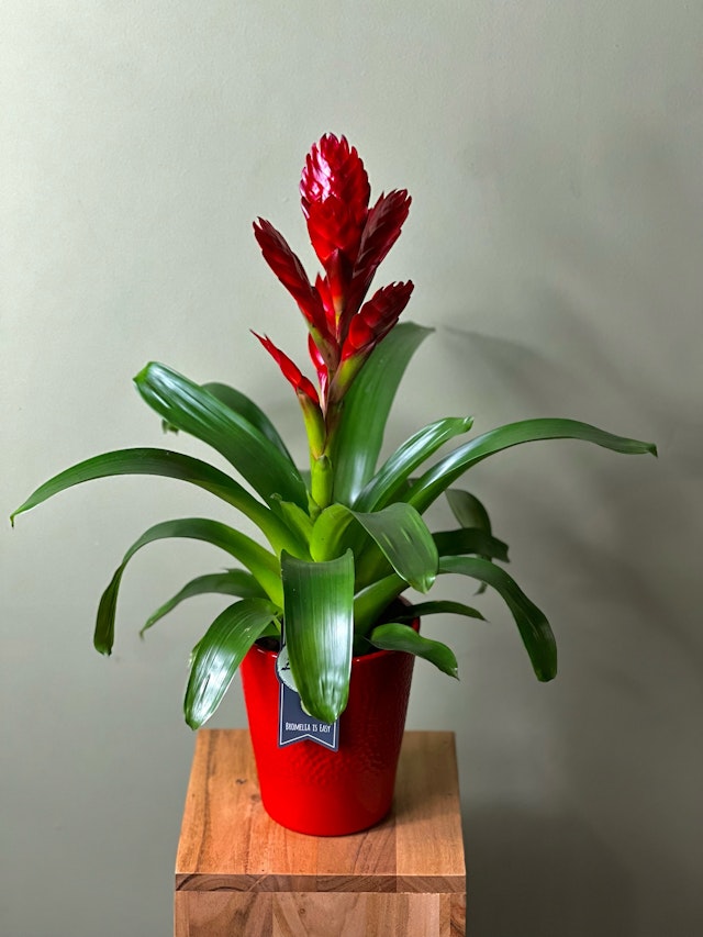 Red Bromelia