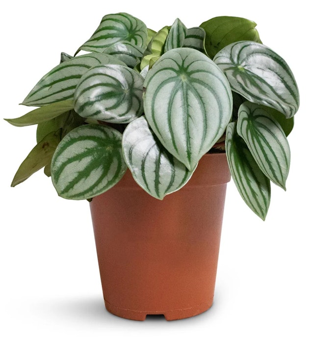 Plant-watermelonPepe