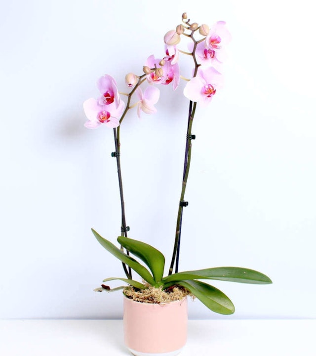 Pink Orchid planter