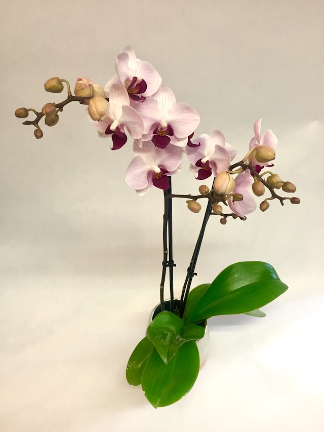 Orchid in love