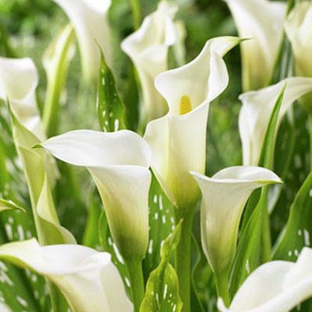20 White Callas Vase