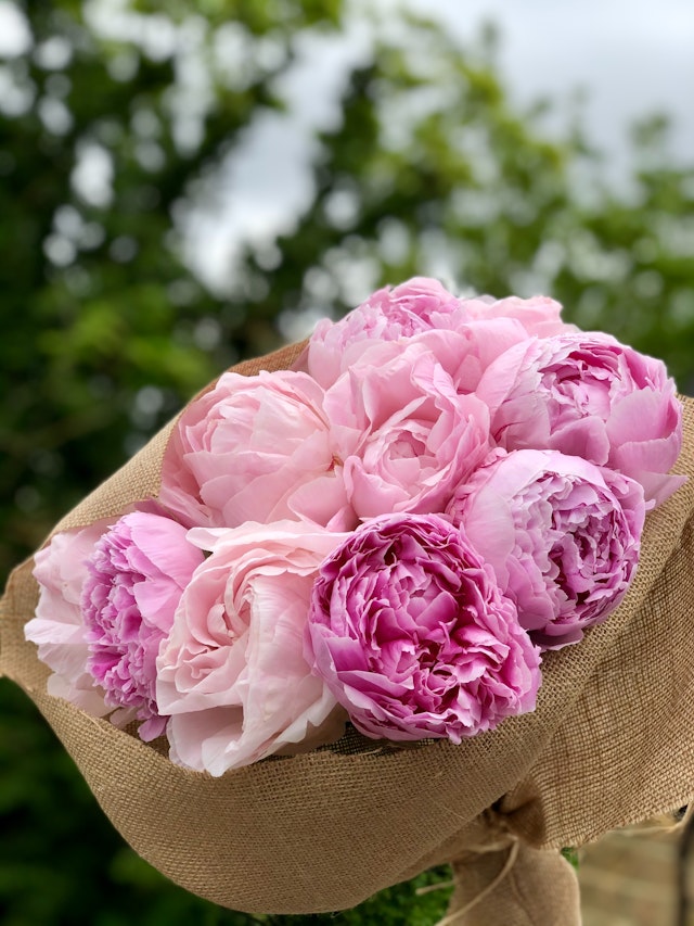 Pink Peonies