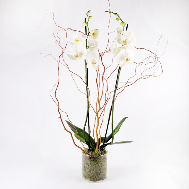 3 Stem White Orchid