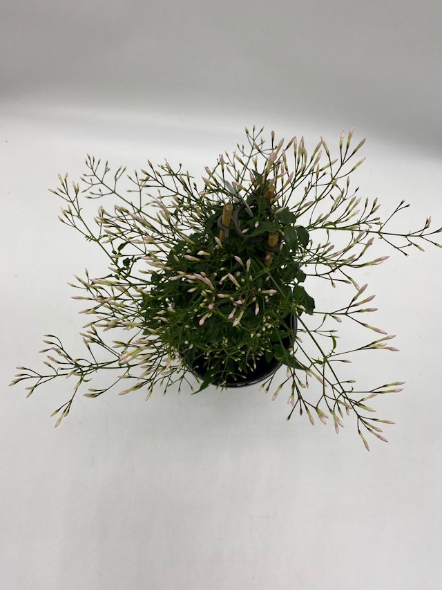 Jasmine plant and pot