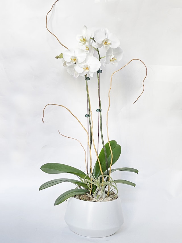 Double Stems Orchid