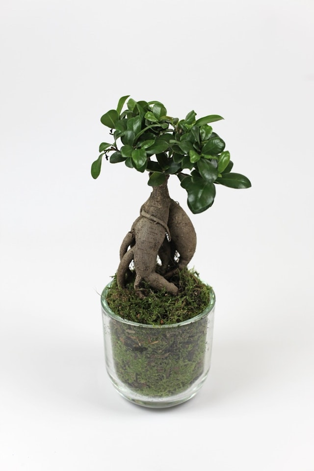 Bonsai