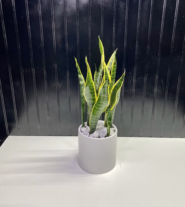 Snake plant 