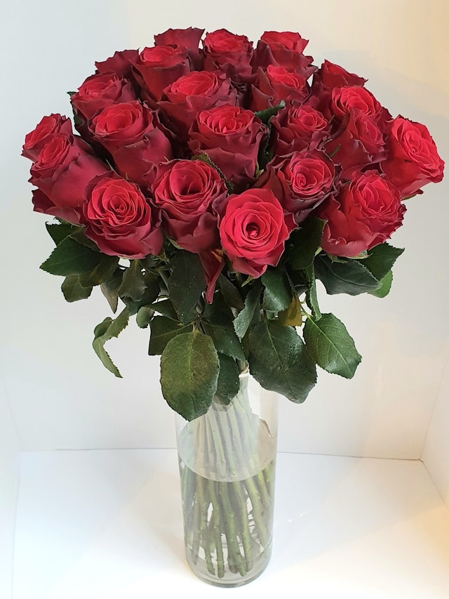 24 Red Roses