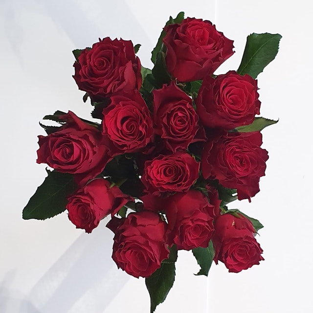 12 Red Roses