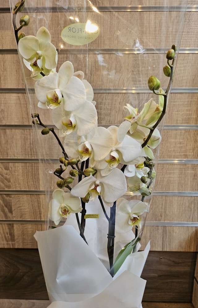 Phalaenopsis