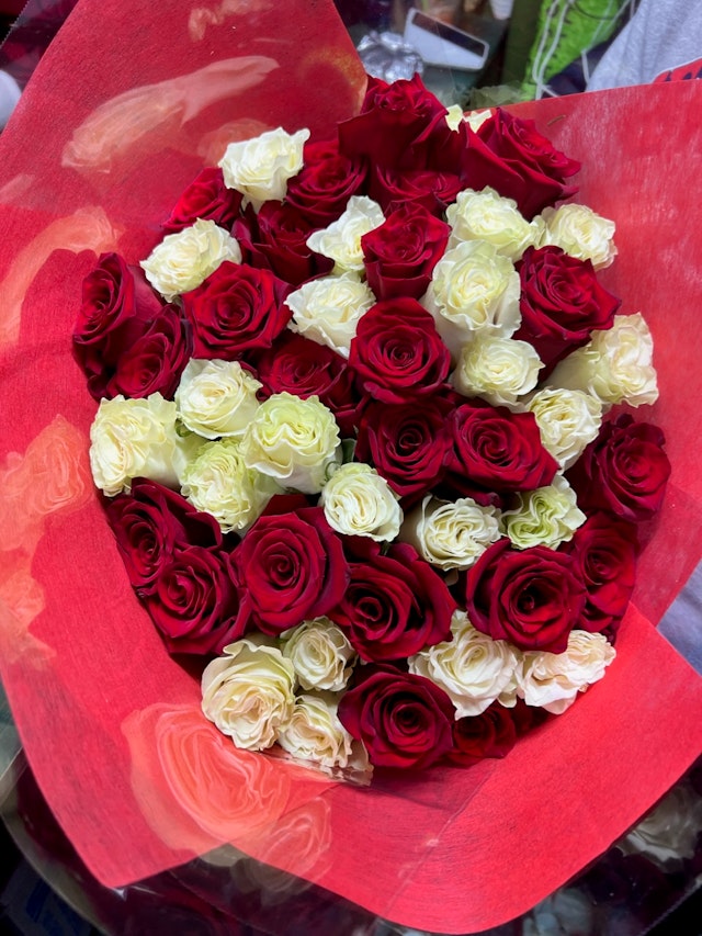 50 red and white rose
