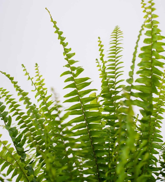 Boston Fern M