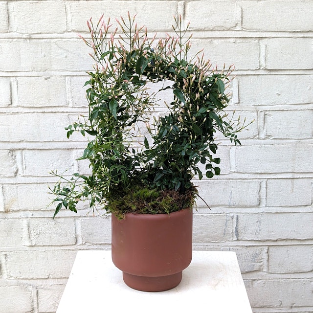 Potted Indoor Jasmine