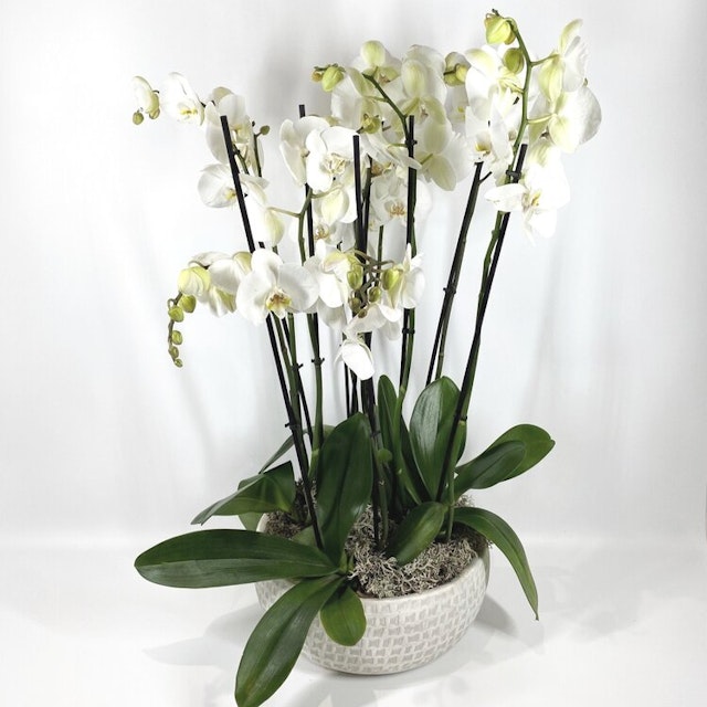 Orchid Planter White