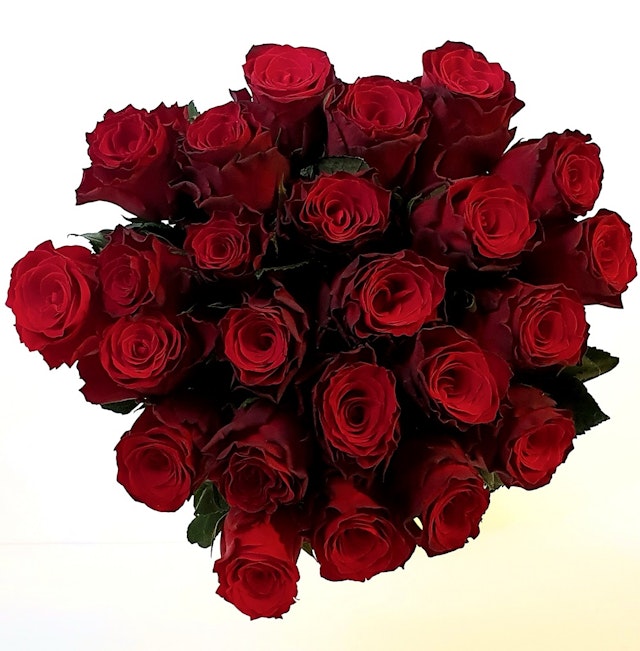 24 Red Roses