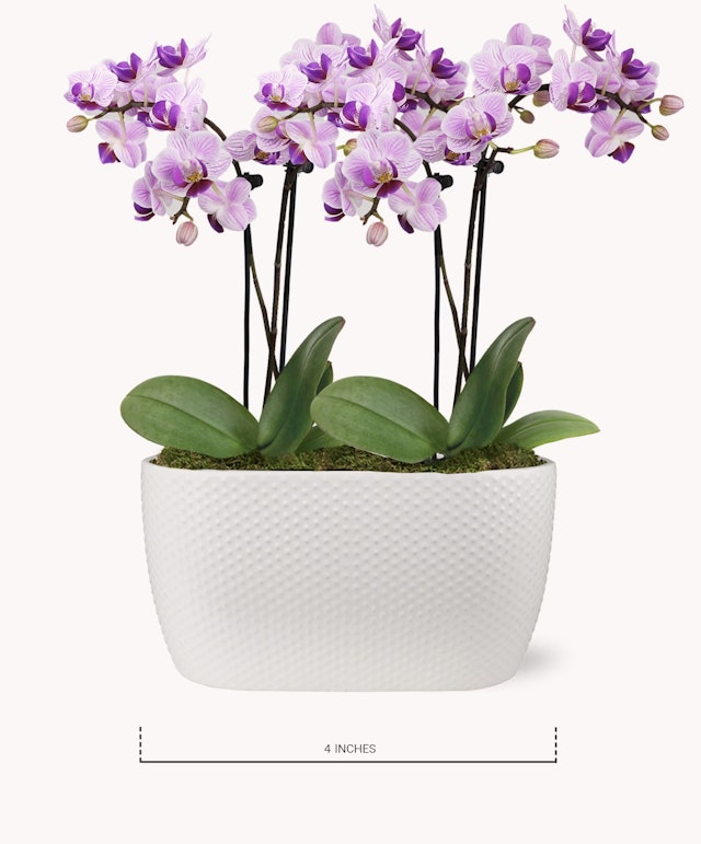 Petite Purple Passion