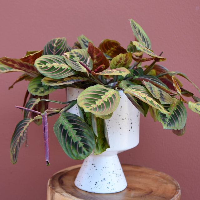 Prayer Plant