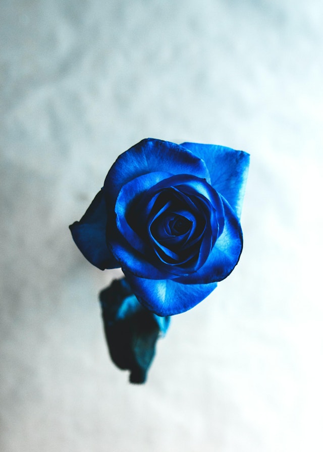 Blue Roses