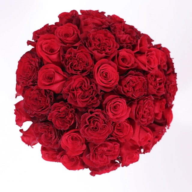 Let’s Fall in Love