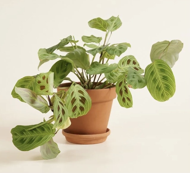 Plant - Praying plant