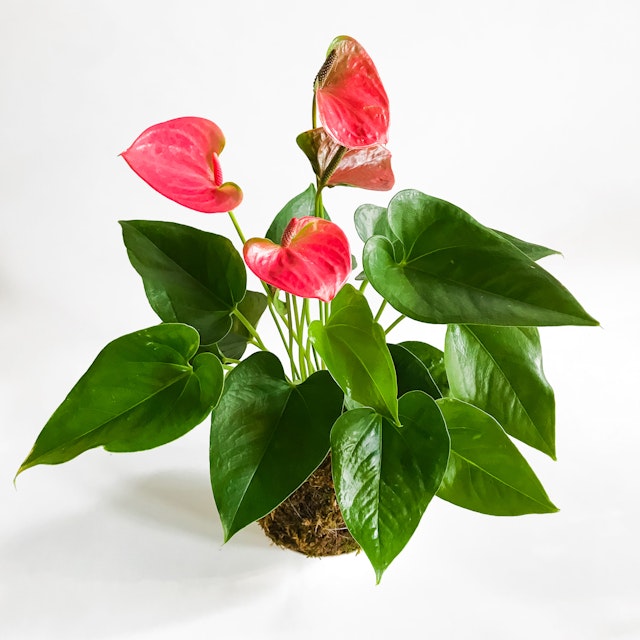 KOKEDAMA - Anthurium