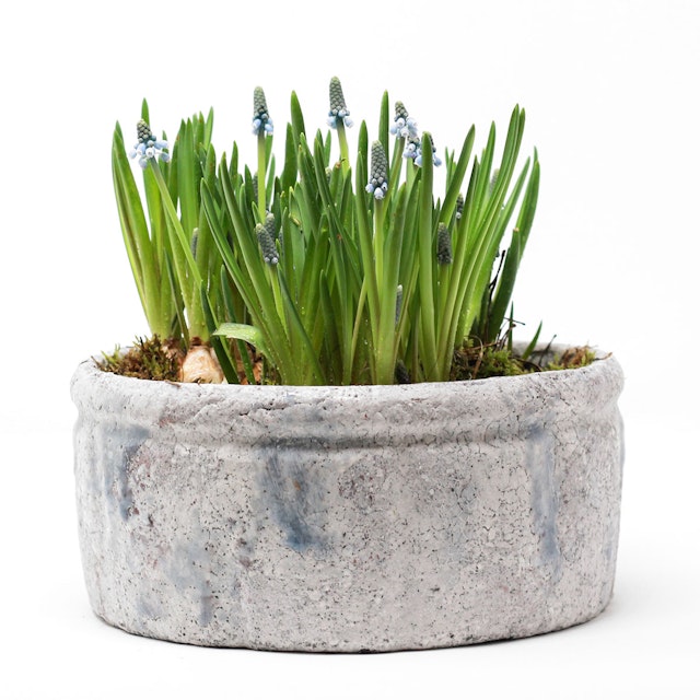 Muscri Large Planter