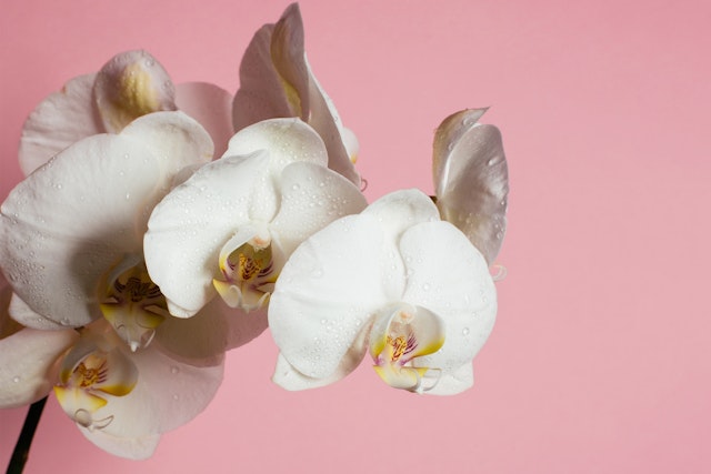 How to care for Orchids