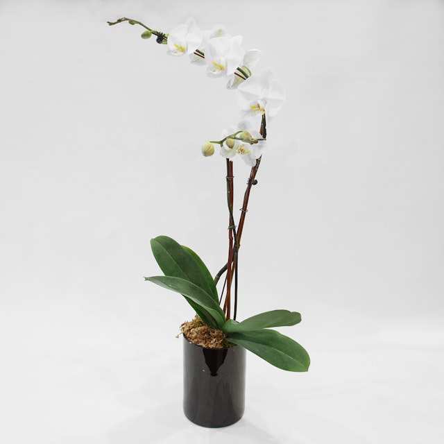 White Phalaenopsis