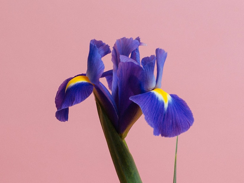 February Birth Flowers Meaning: Violet